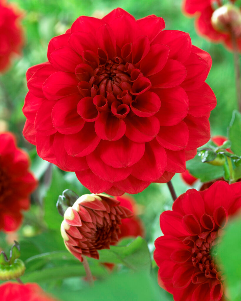 Dahlia Border Arnhem 1-pakning